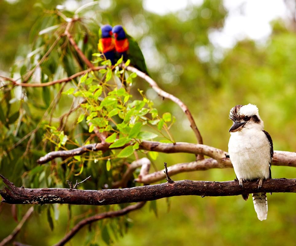 findtoprealestate | Birdwatch for Rare Species Like the Red-tailed Black Cockatoo: Spot rare bird species in the park.