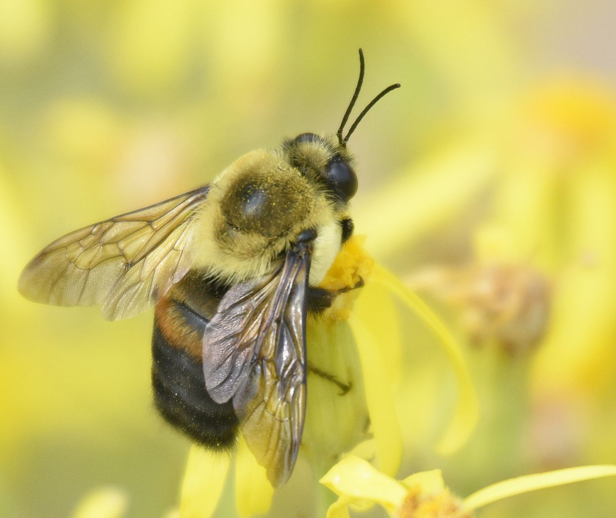 findtoprealestate | Attend a Workshop on Native Bee Conservation: Learn about native bee conservation