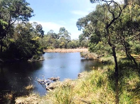 findtoprealestate | Ocean Grove Nature Reserve: Coastal Reserve and Birdwatching