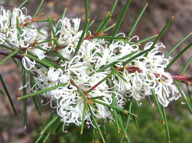 findtoprealestate | Photograph the Spring Wildflower Explosion: Capture the spring wildflowers