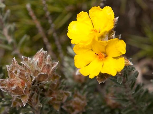 findtoprealestate | Photograph the Spring Wildflower Explosion: Capture the spring wildflowers