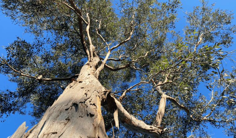 findtoprealestate | Ocean Grove Nature Reserve: Coastal Reserve and Birdwatching