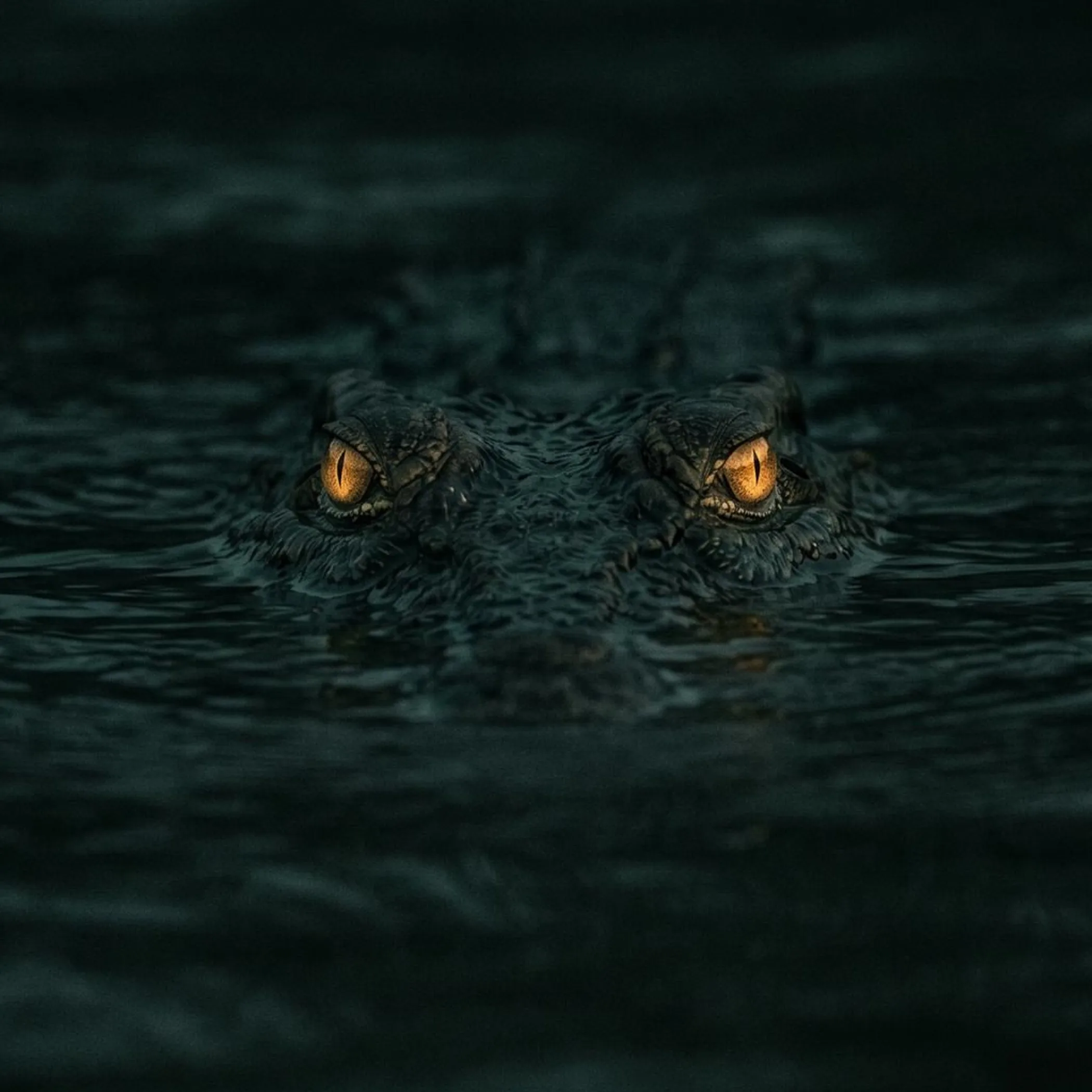 close-up of a crocodile on land