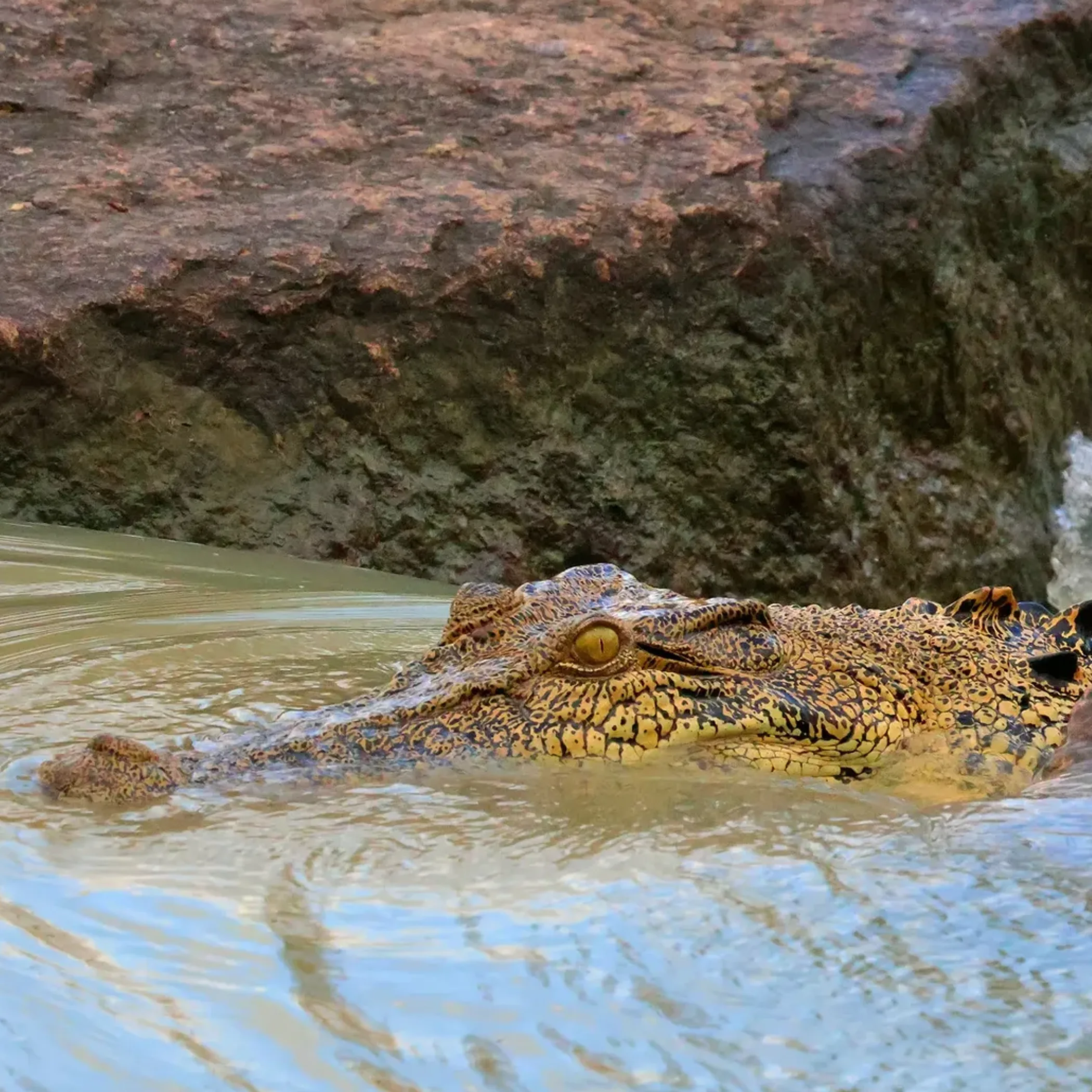 close-up of a crocodile in water