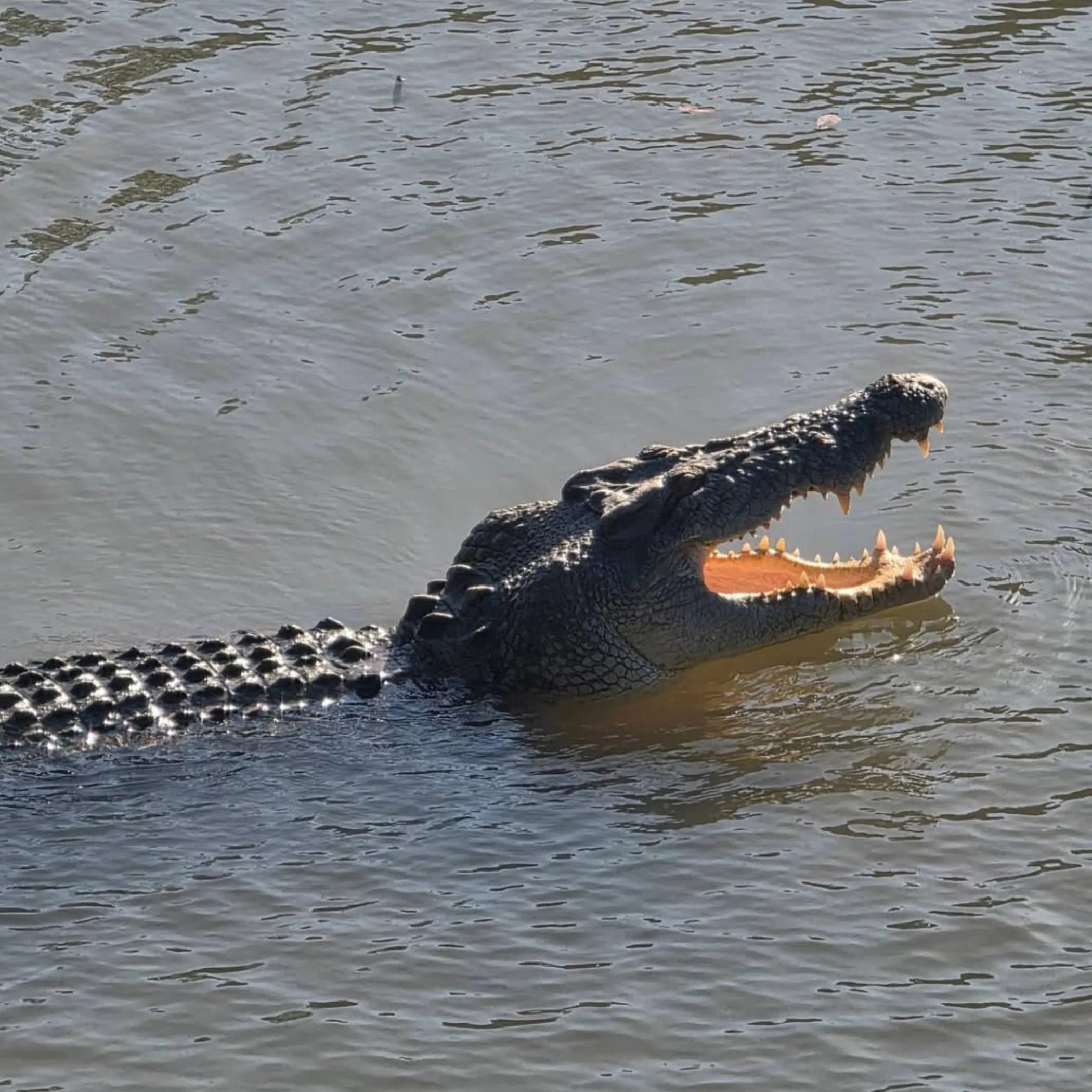 close-up of a crocodile in water