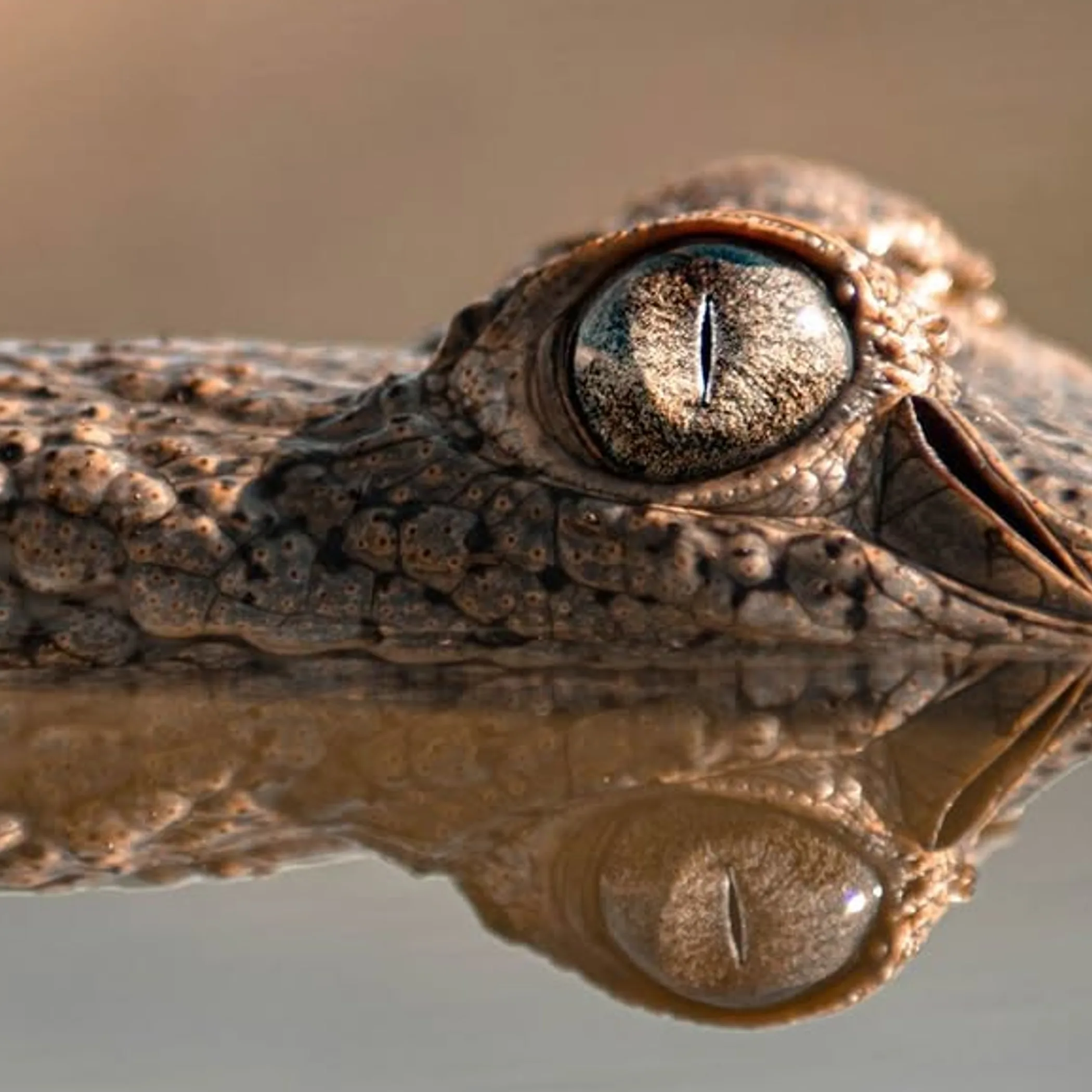 close-up of a crocodile in water
