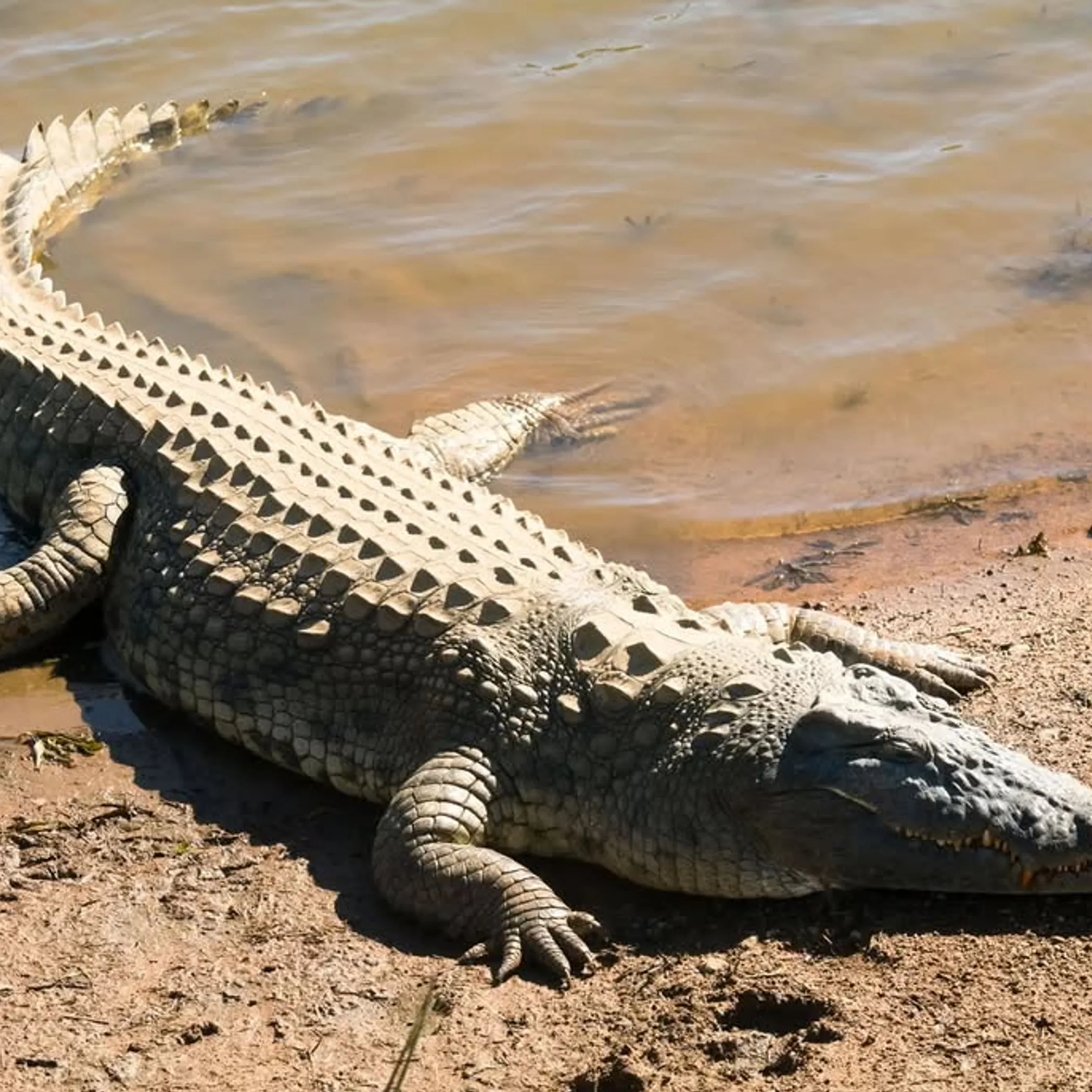 crocodile near water edge