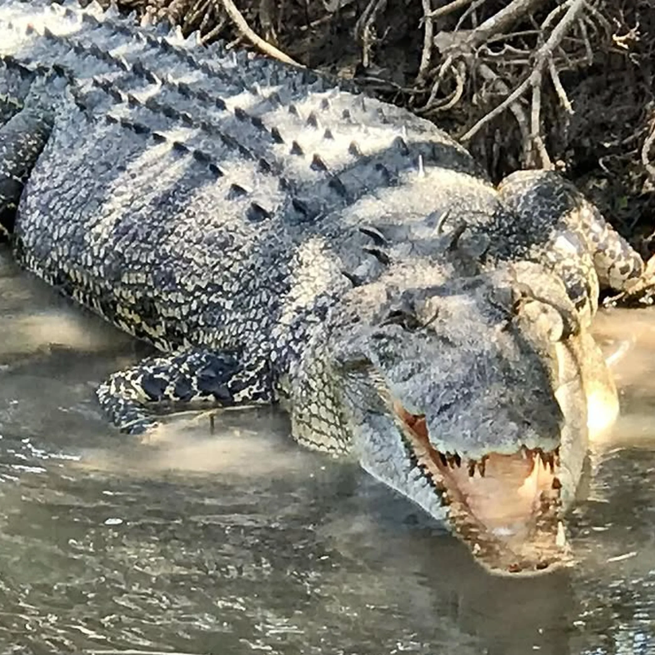 crocodile resting in natural habitat