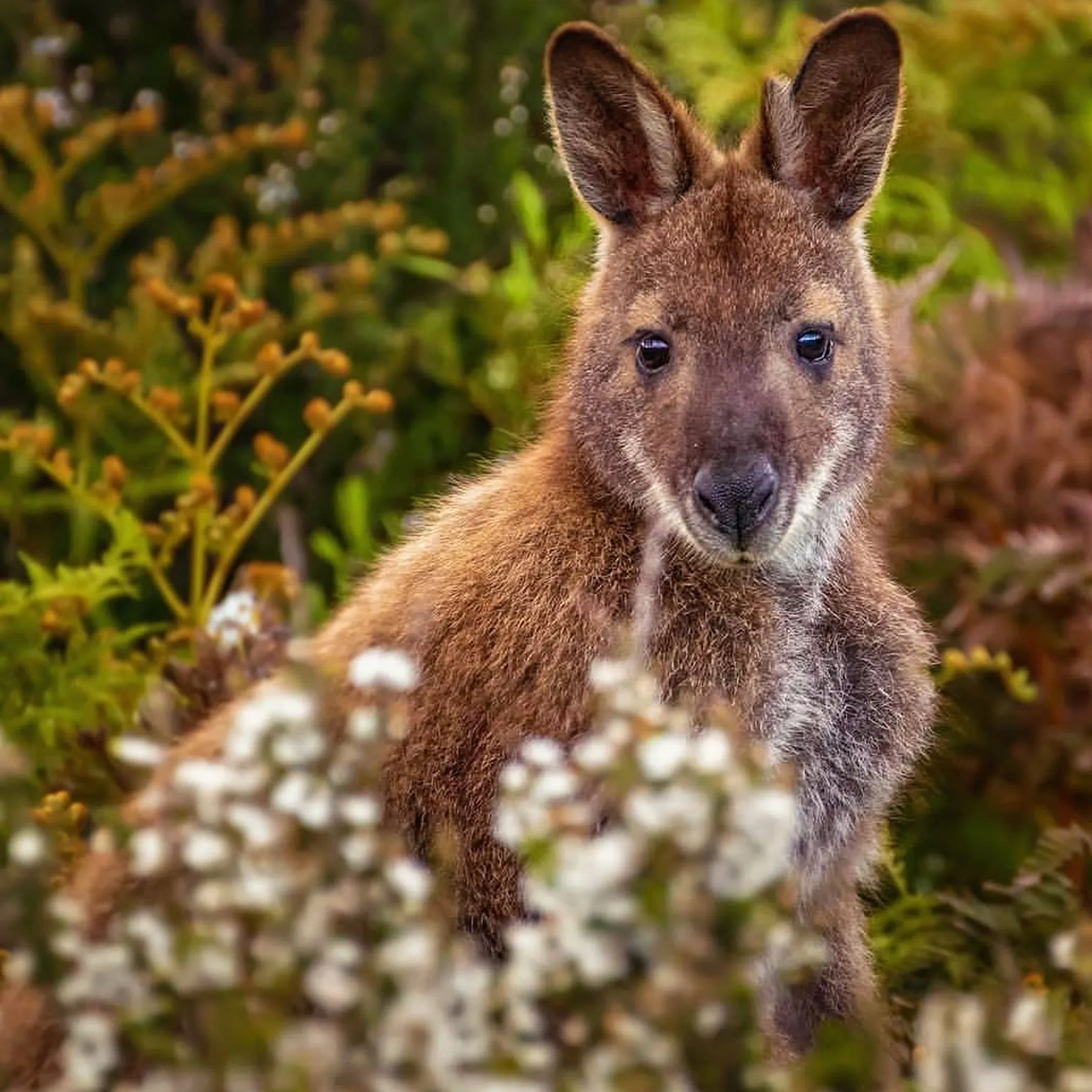bennett’s wallaby in south bruny bushland